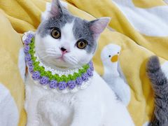 -comecome来吧宠物(奥克斯中心店)