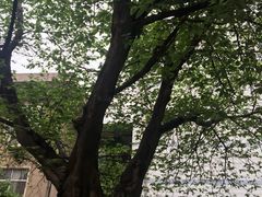 -西安交通大学(雁塔校区)