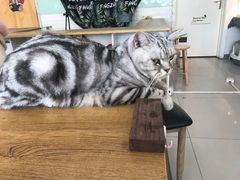 -平行世界·猫咖(首经贸店)