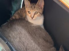 -佳雯宠物医院·皮肤科·内外科(春晓路分院)