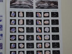 -睿金宠物医院·CT·肿瘤·骨外科