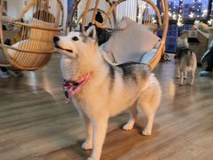 小苹果-Husky Go! 哈士奇体验馆·宠物咖啡厅狗咖