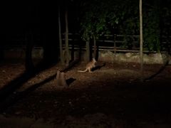 -清迈夜间动物园