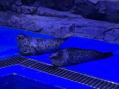 -上海海昌海洋公园