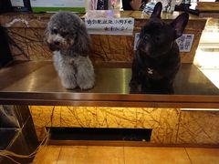 -more than meow吴止猫主题餐厅(承德 中船汇店)