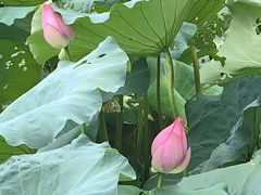 -木守西溪溪隐餐厅
