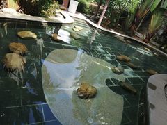 -罗浮山嘉宝田森林温泉度假酒店