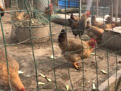 -小鱼草莓采摘园农家乐·小鱼餐厅