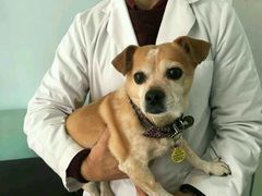 -荣耀金沙动物医院(清江西路店)