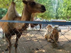 -长白岛森林公园