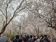 -桃花堤公园