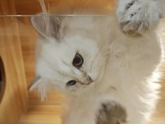 -猫十亿·布偶金渐层·曼基康矮脚猫舍(青年路店)