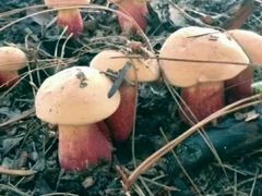 -佳缘野生菌食府