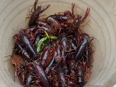 -同銮特种养殖场·龙虾垂钓