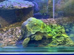 -上海海洋水族馆