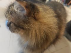 -平行世界·猫咖(首经贸店)