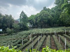 -野蔓果·山野菜(西湖景区·龙井茶田店)