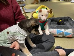 -逗柴咖啡屋·狗咖猫咖宠物桌游