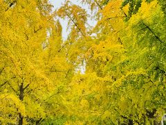 -三里屯东五街银杏大道