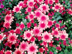 -上海市龙华烈士陵园