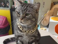 -平行世界·猫咖(首经贸店)