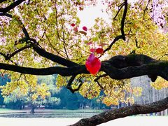 -上海共青森林公园