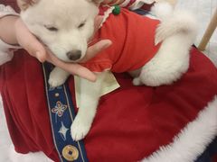 -柴犬小屋·柴餐厅·狗咖食堂(金鼎广场店)