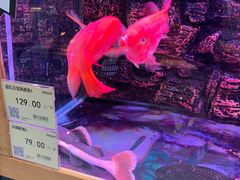 -龟与熊猫宠物公园(南坪店)