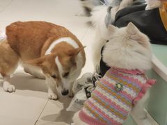 -怪兽屋·羊驼·猫咖·狗咖(俊华广场店)