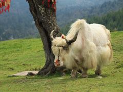 -硗碛藏寨·神木垒景区