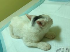 -瑞鹏宠物医院·爱宠堂·骨外专科(西荷分院)