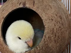 -美联众合动物医院·24h转诊中心