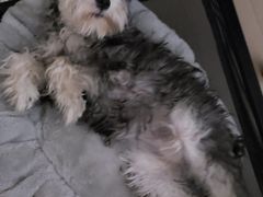 -翊宠yipet猫狗购宠庄园犬舍•猫舍