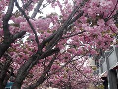 -同济大学(嘉定校区)