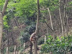 -黔灵山公园