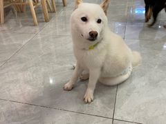 -柴犬小屋·柴餐厅·狗咖食堂(金鼎广场店)