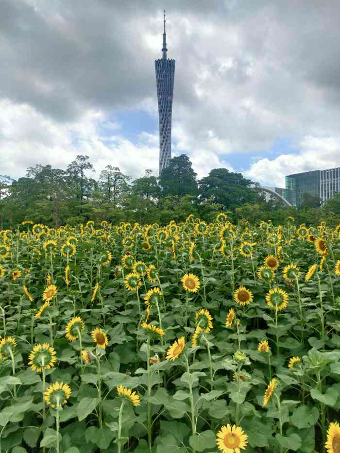 二沙岛宏城公园向日葵图片