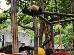 -都江堰中华大熊猫苑