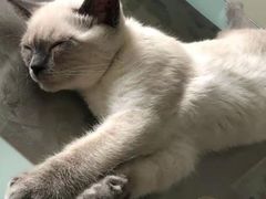 -宠福鑫康馨动物医院·骨科·眼科