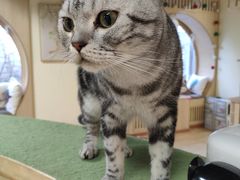 -猫和宫(六道口店)
