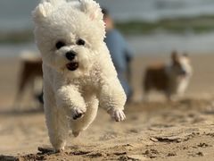 -趣玩宠物乐园寄养训犬训狗游泳池