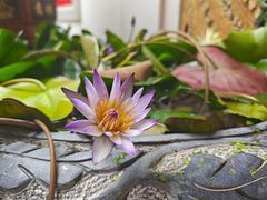 -广东花都湖国家湿地公园
