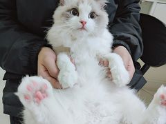 -喵zoo家庭繁育猫舍(尖东智能花园店)