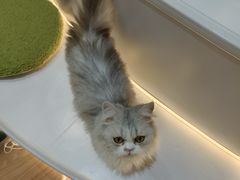 -COLOR PETS 撸猫馆·购猫·猫咖(长风大悦城店)