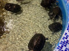 -顺德南宏海立方海洋公园