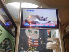 -猫咪博物馆(顶澳仔猫街店)