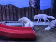 景点-芜湖新华联大白鲸海洋公园