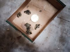-皖北巫氏三胖地锅鸡(长淮总店)