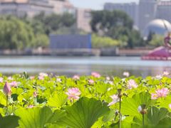 -莲花池公园