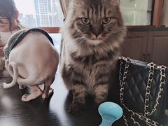 -蓝鲸·缅因猫舍